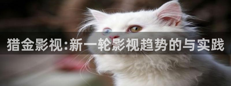达达兔午夜影片